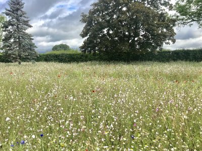 Wildflower meadow sowing and maintenance
