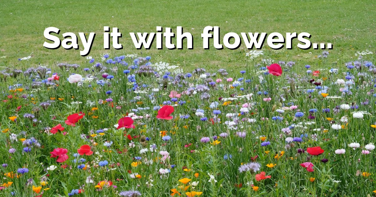 Wildflower Meadow Installation for New Developments & Managed Landscapes